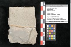 Foto (Objekt + Etikett) von Mantodea indet.  (NHMW-GEO-2024-0188-11446)